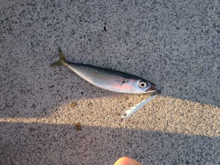 初のベイトタックル